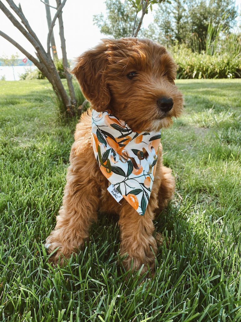 small goldendoodle posing with a bandana on green grass