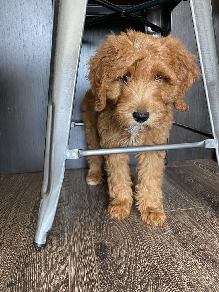 small puppy underneath a bar stool looking innocent
