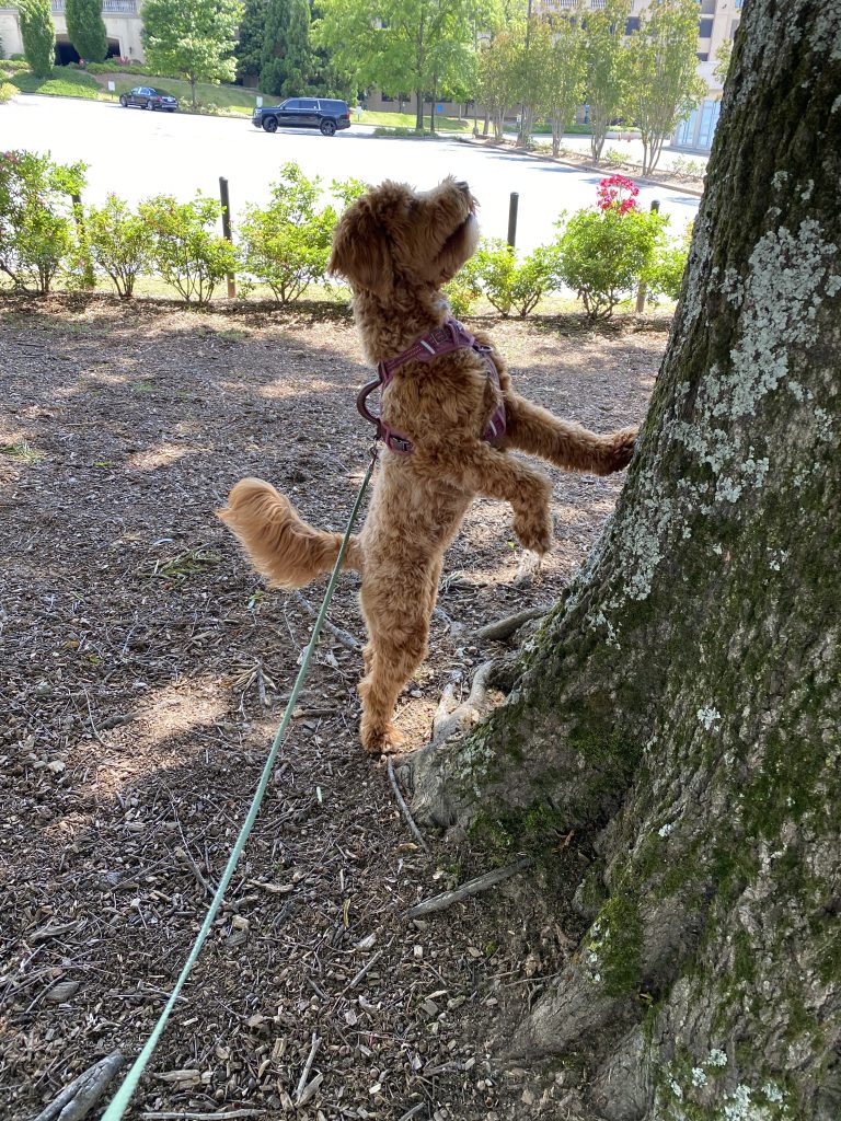 long dog propped up on a tree looking for squirrels