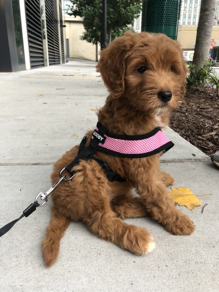 puppy sitting on sidewalk with too large of a harness on