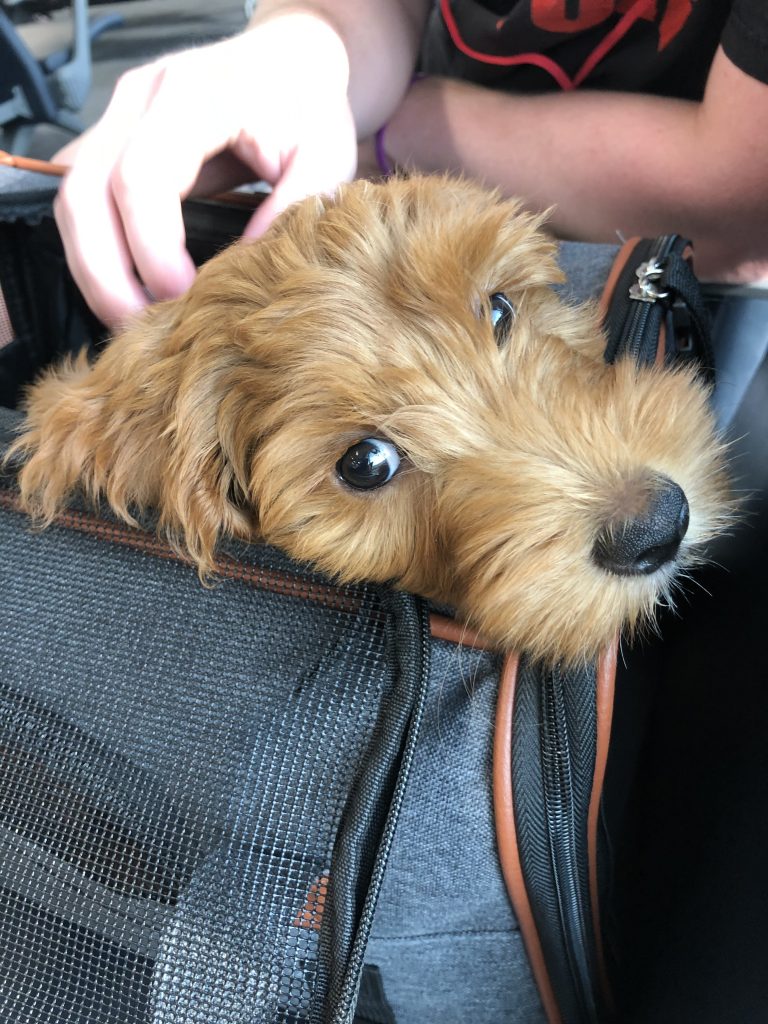 small puppy peaking out of a travel carrier