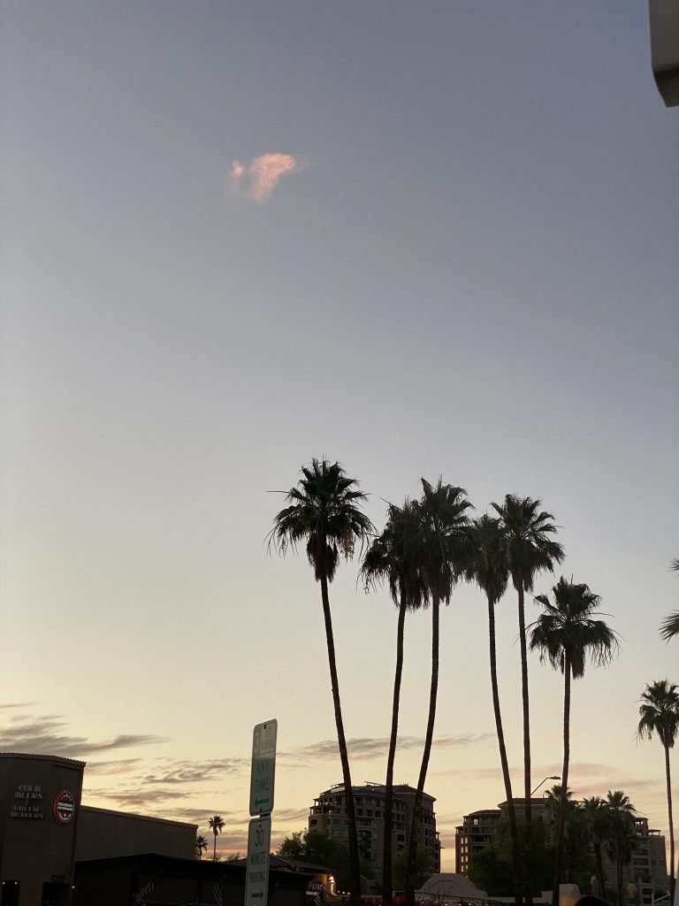 silhouettes of tall palm trees while sun is setting